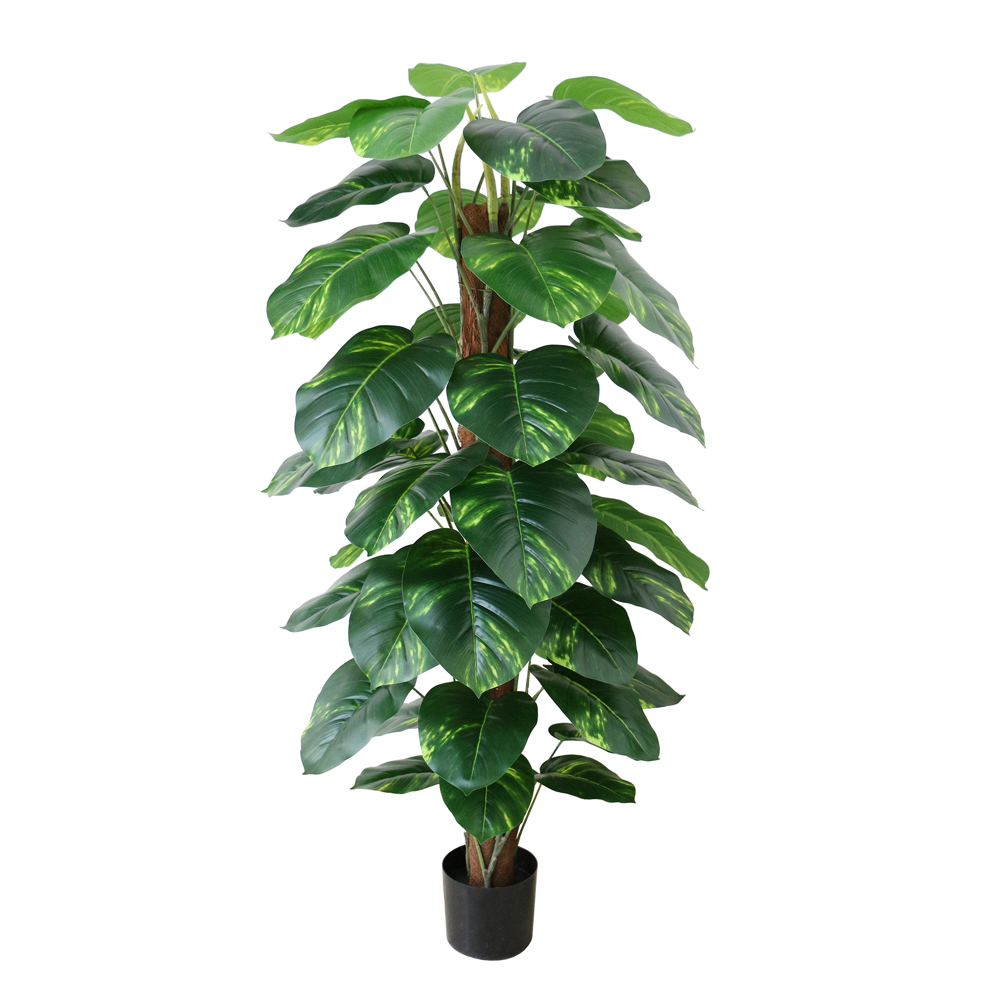 dieffenbachia bonsai Extra-Large Artificial Dieffenbachia Bonsai