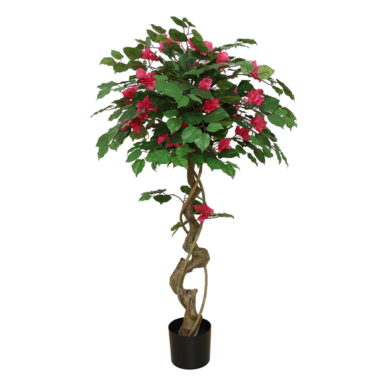 Bougainvillea Tree Bonsai