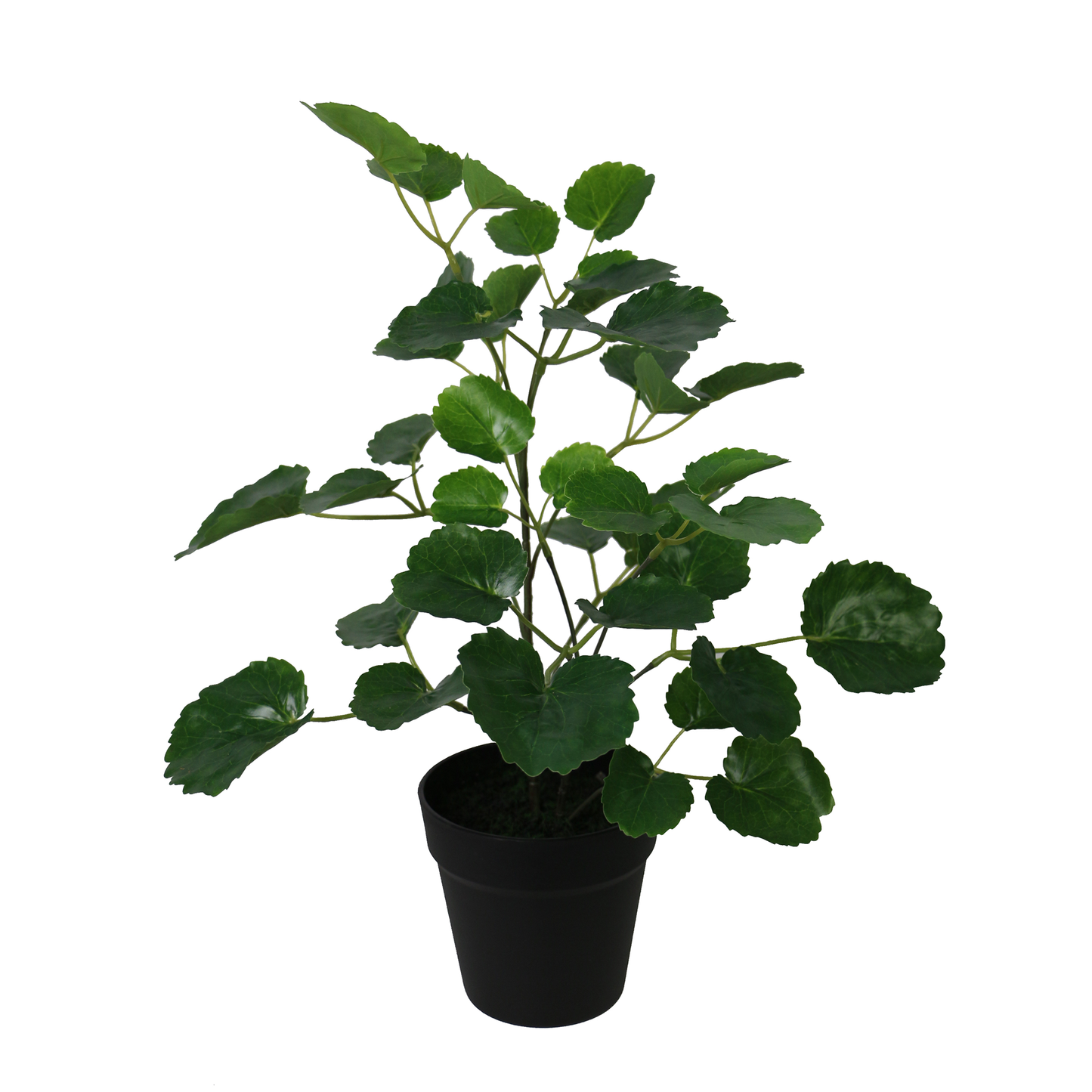 Petite Pocket Money Tree