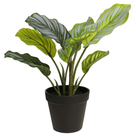 Petite Lifelike Round-Leaf Calathea Plant