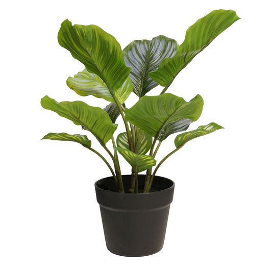 Medium Lifelike Round-Leaf Calathea Plant