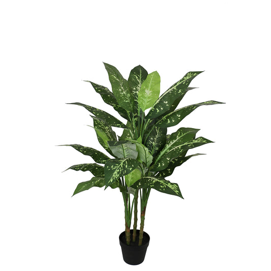 Grand Evergreen Tree Dieffenbachia